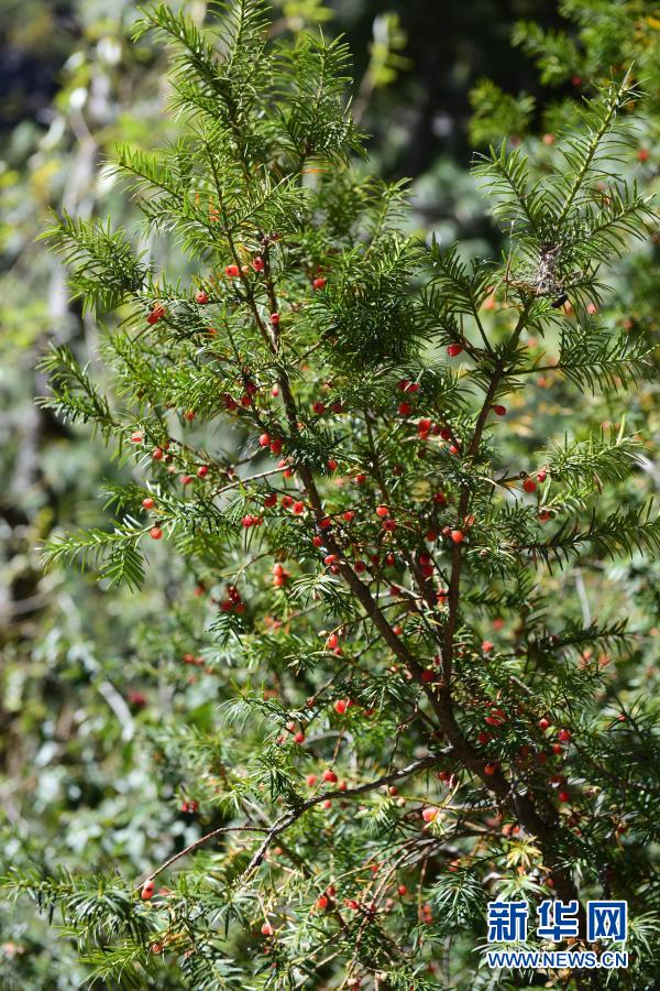希少野生動植物種のタクスス?フアナ、40年ぶりに中國で再発見
