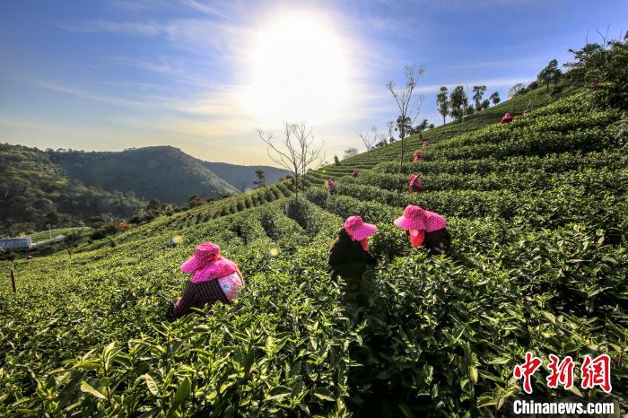 浙江安吉白茶、22日から茶摘み開始