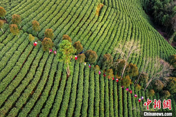浙江安吉白茶、22日から茶摘み開始