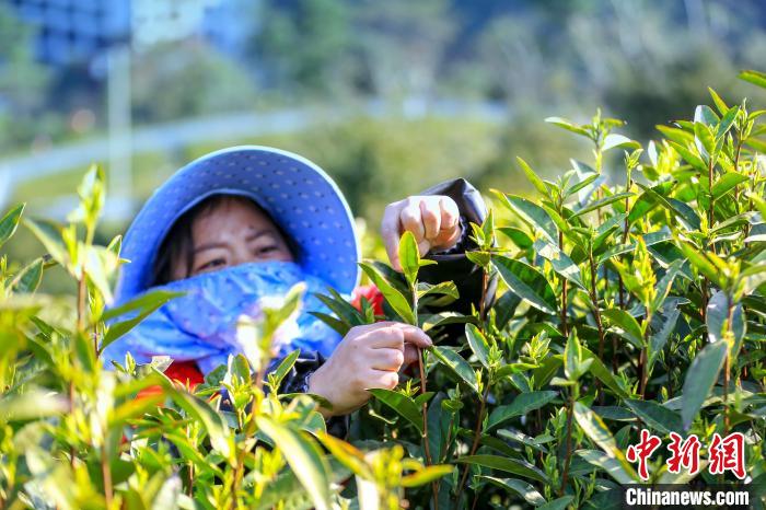 浙江安吉白茶、22日から茶摘み開始