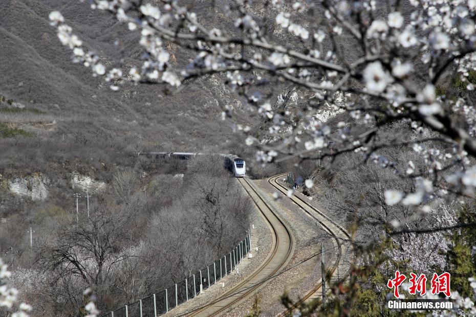 北京居庸関の「花の?！工蜃撙陹iける高速鉄道?和諧號