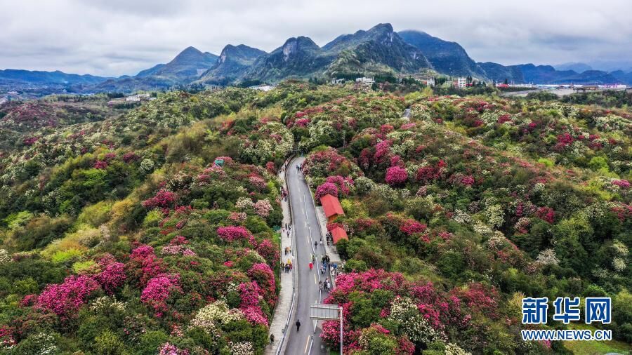 貴州省百里杜鵑のツツジが満開(kāi)になりピンクの花畑広がる
