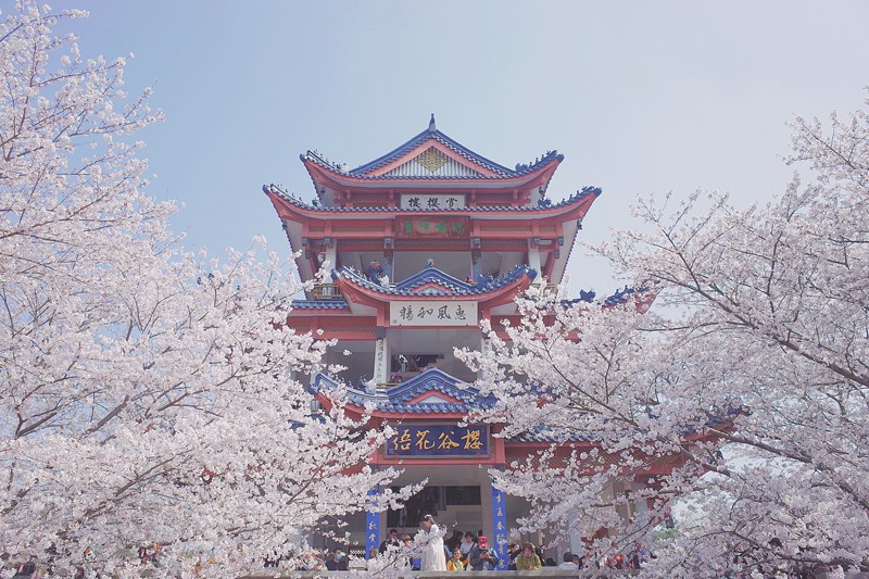 黿頭渚景勝地の賞桜閣（撮影?袁蒙）。