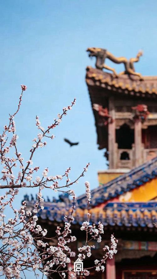 再び巡り來た春　故宮の花を探しに行こう