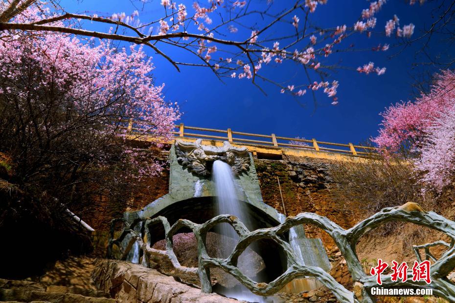 寧夏回族自治區(qū)固原市涇源県老竜潭景勝地で、満開を迎えたモモ（撮影?于勇）。