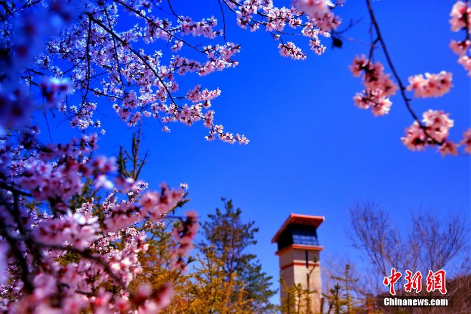 六盤(pán)山ふもとの「桃源郷」を訪ねて　寧夏