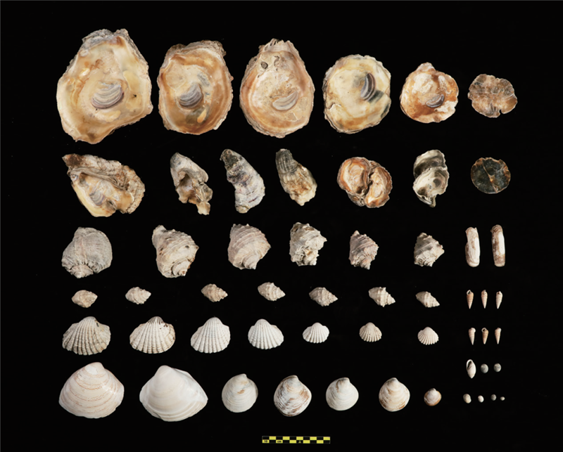 「2020年中國の考古學(xué)新発見」発表