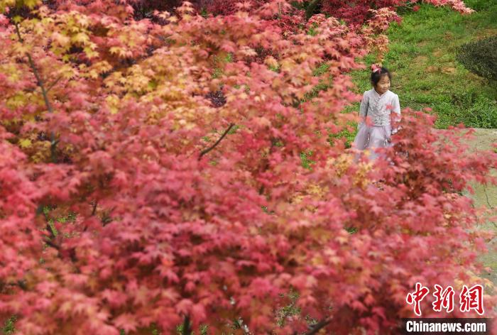 鮮やかで美しい重慶五洲園の紅楓