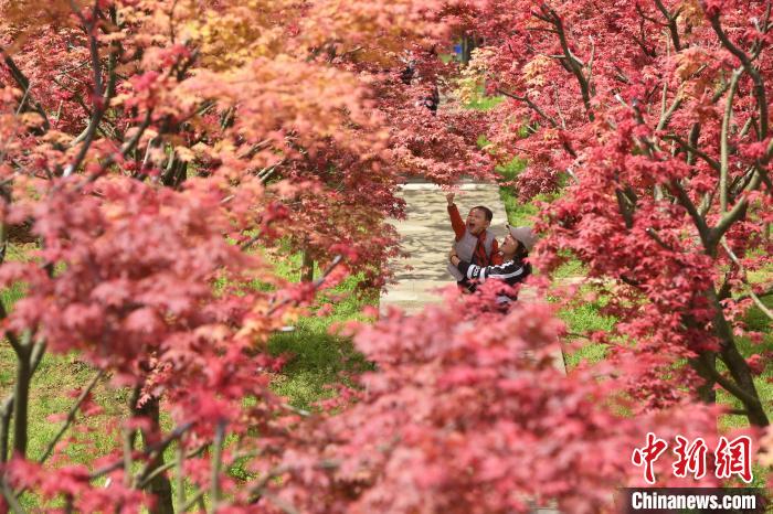鮮やかで美しい重慶五洲園の紅楓