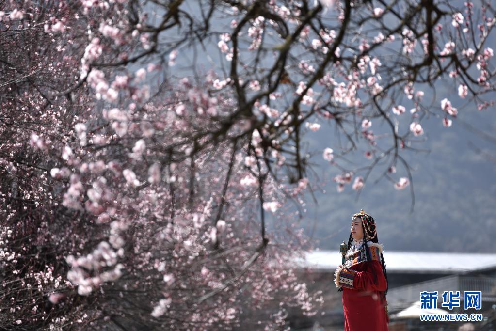 林芝のモモの花が次々開く　西蔵