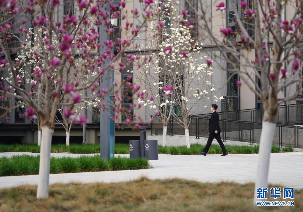 雄安新區(qū)に広がる春景色　河北省