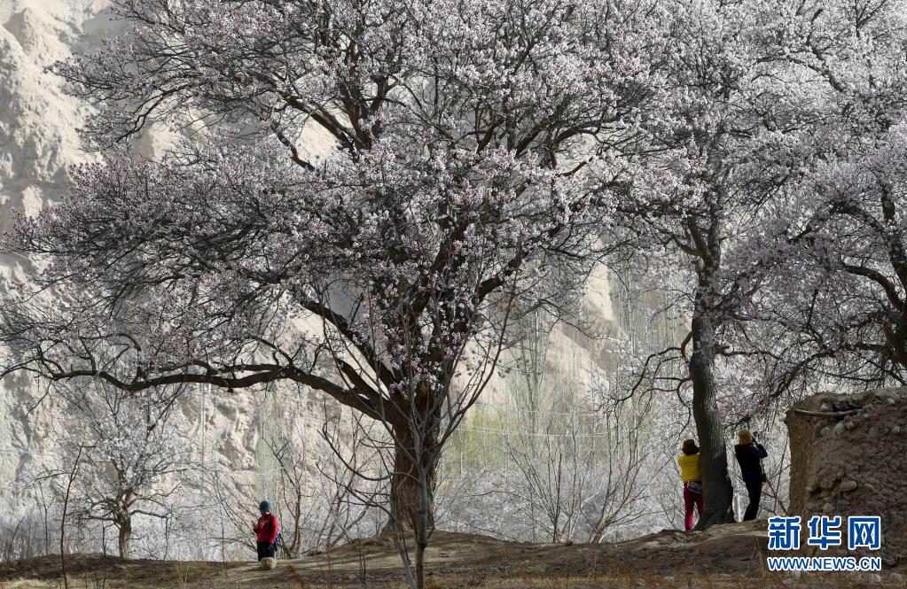 3月31日、阿克陶県塔爾塔吉克民族郷巴格艾格孜村の杏の木の下で記念寫真を撮る観光客（撮影?趙戈）。