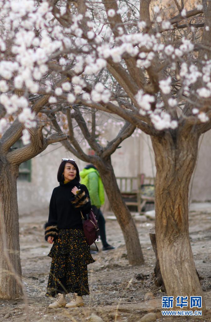 春のパミール高原、観光客を魅了する杏の花　新疆