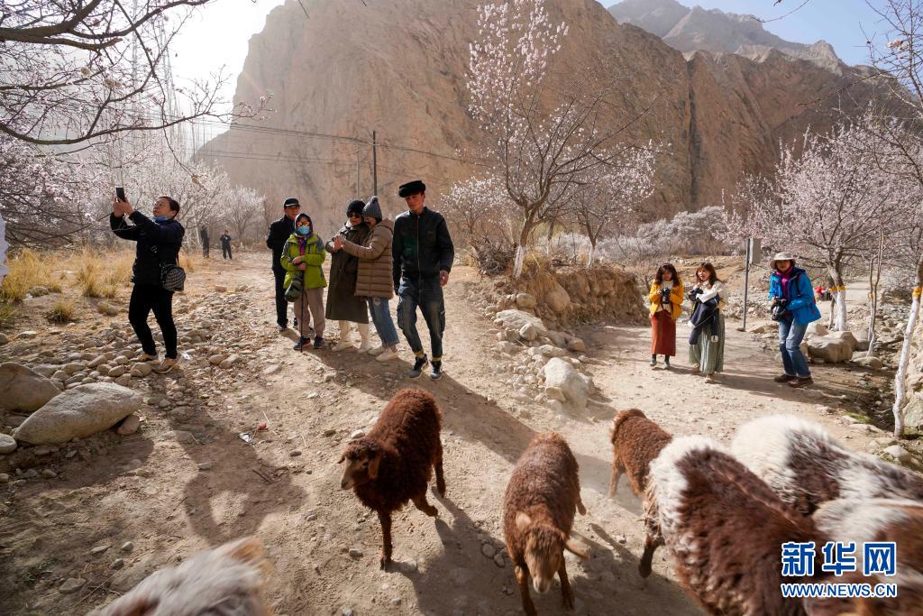 春のパミール高原、観光客を魅了する杏の花　新疆