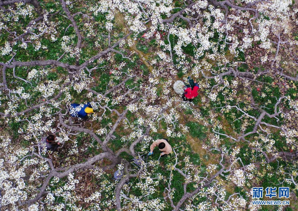 4月5日、雄安新區(qū)雄県雄州鎮(zhèn)で、梨の剪定作業(yè)をする果物農(nóng)家（ドローンによる撮影?邢広利）。