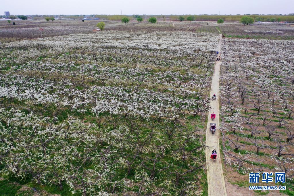 雄州梨花遊園會が開幕　河北省雄安新區(qū)