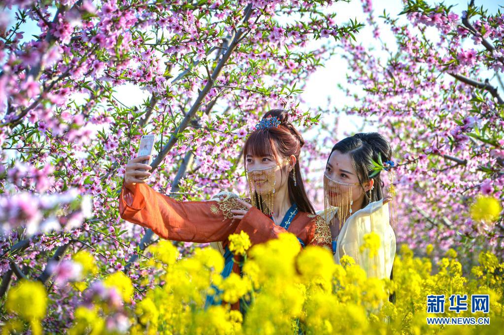 河北省の桃園の花が満開に