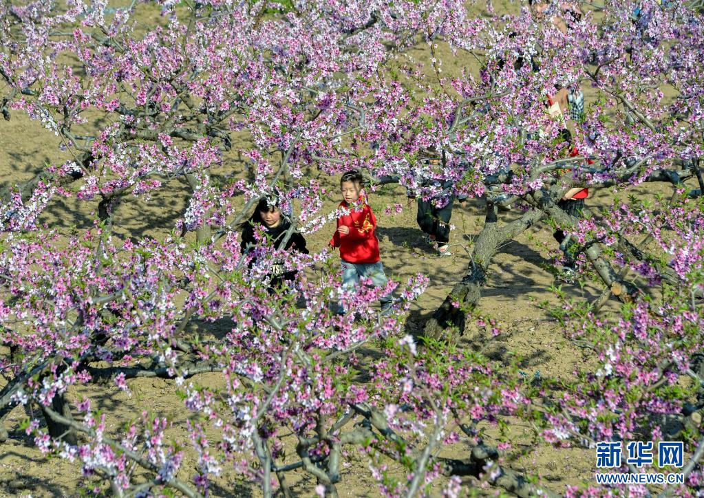 河北省の桃園の花が満開に