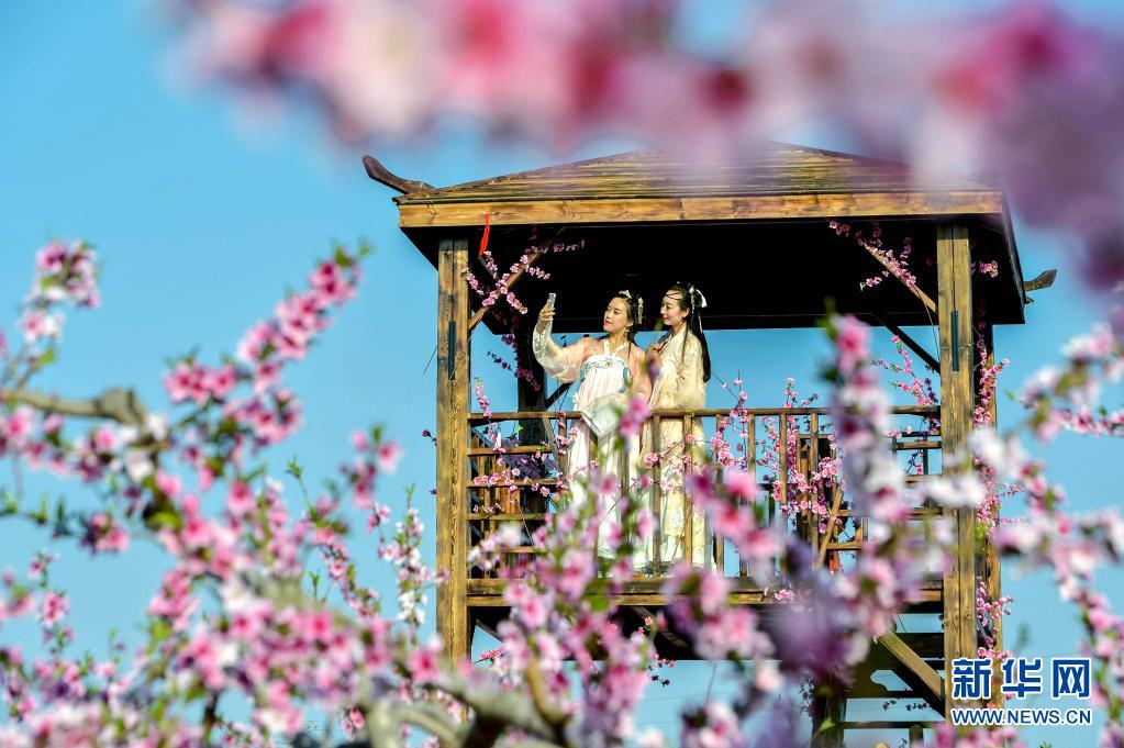 河北省の桃園の花が満開に