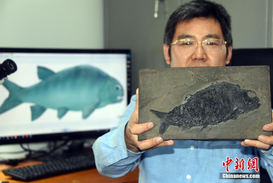 中國の科學(xué)者、2億4400萬年前の「盤州暴魚」を発見