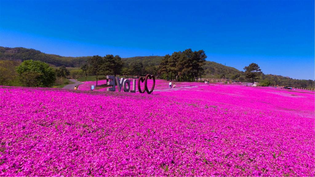 江蘇省鎮(zhèn)江市で約26.6ヘクタールの土地を覆う鮮やかな色合いのシバザクラ（寫(xiě)真著作権は東方ICが所有のため転載禁止）。