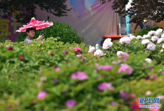 山東?カ沢で「富貴の花」牡丹が見(jiàn)頃