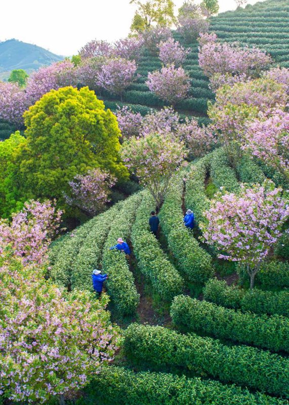 浙江省の農(nóng)村「デジタルスマート観光」事業(yè)を開(kāi)始