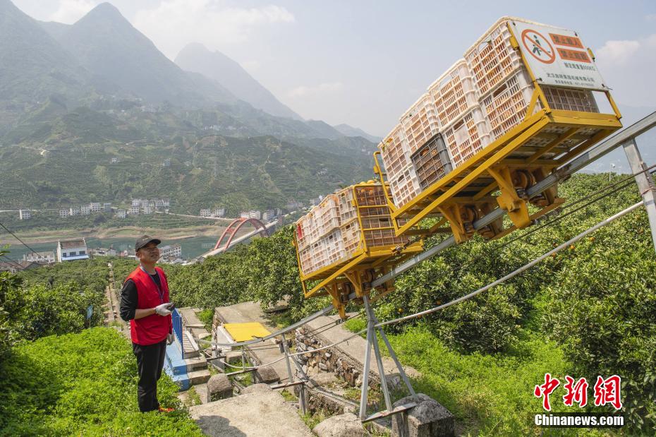 リモコンでオレンジを載せたモノラックを操縦するオレンジ専業(yè)種植合作社の社員（撮影?雷勇）。