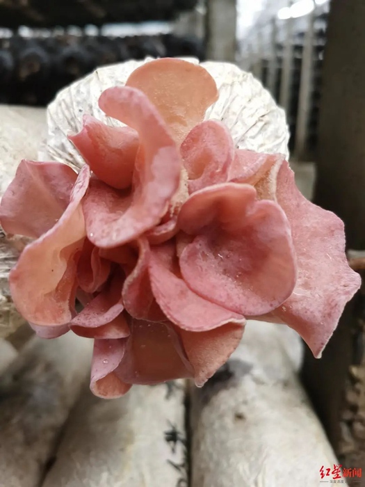 中國初、ピンク色のキクラゲが栽培化に成功