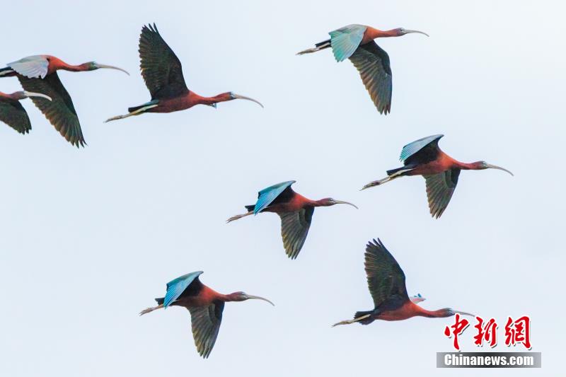 國家一級(jí)保護(hù)動(dòng)物「ブロンズトキ」を訪ねて　雲(yún)南省孟連