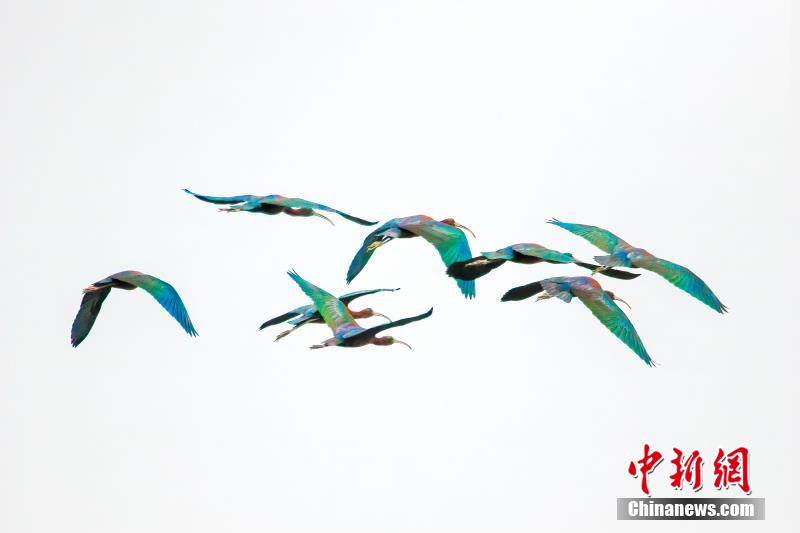 國家一級保護(hù)動物「ブロンズトキ」を訪ねて　雲(yún)南省孟連