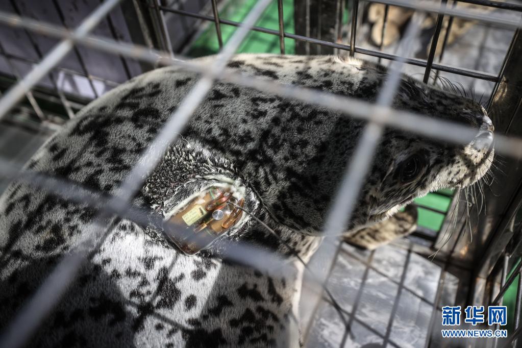 西太平洋ゴマフアザラシ、海へ戻る　遼寧省