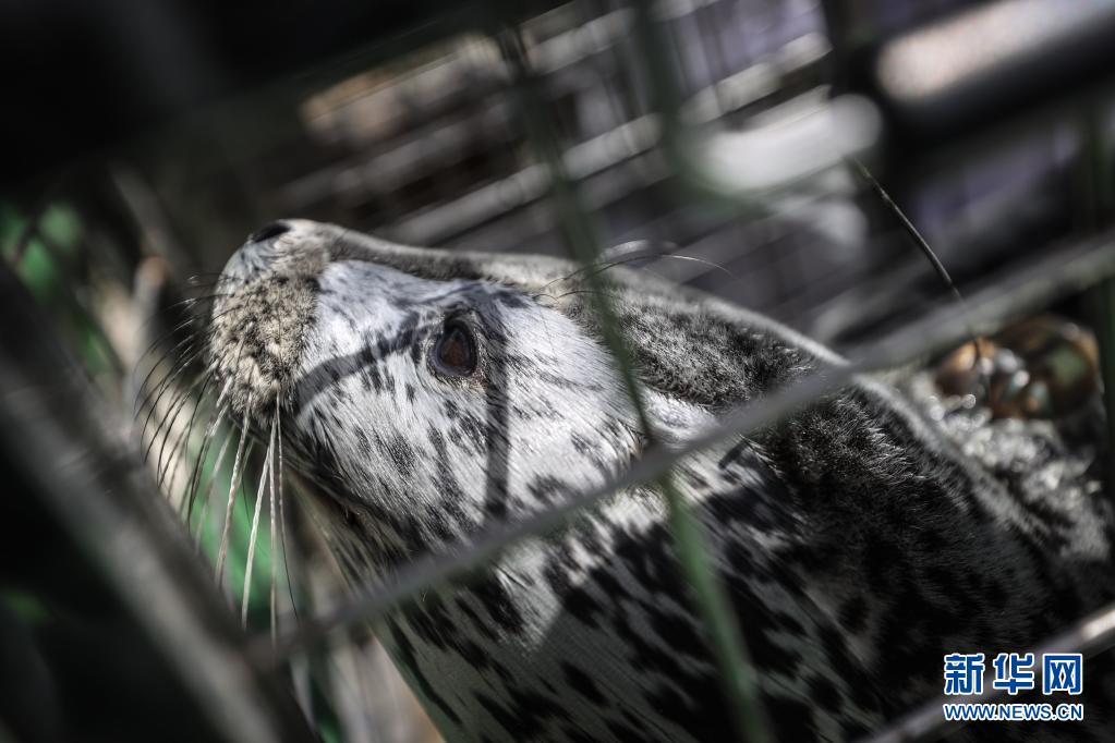 西太平洋ゴマフアザラシ、海へ戻る　遼寧省