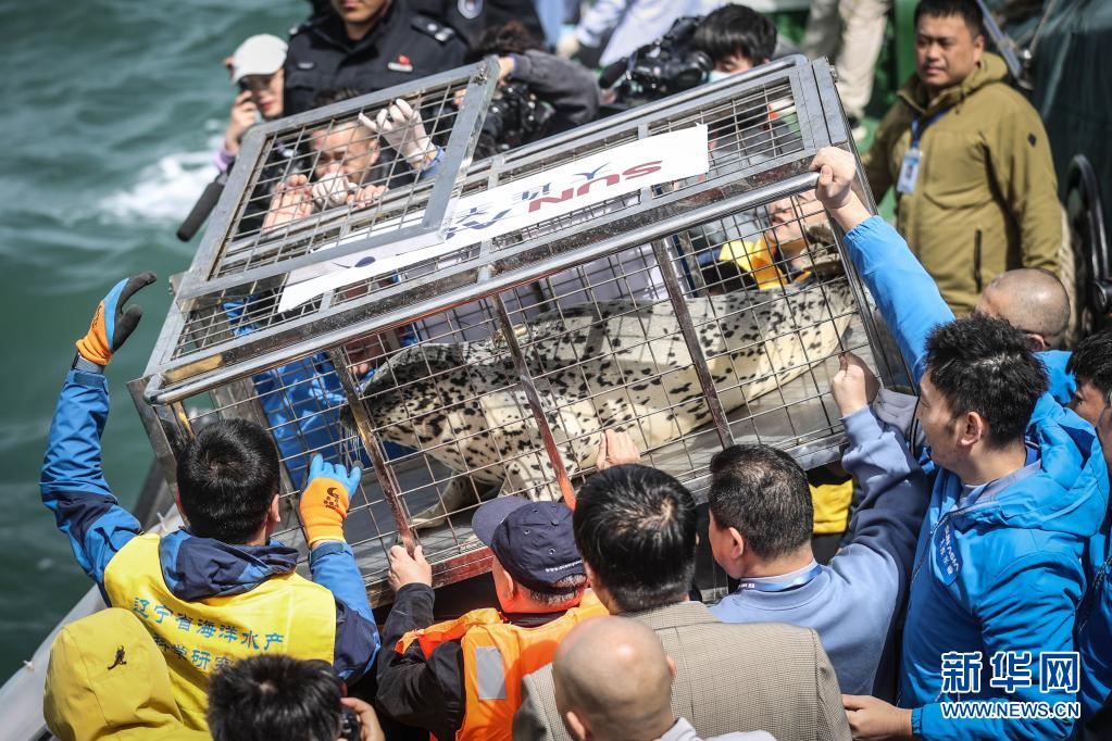 西太平洋ゴマフアザラシ、海へ戻る　遼寧省