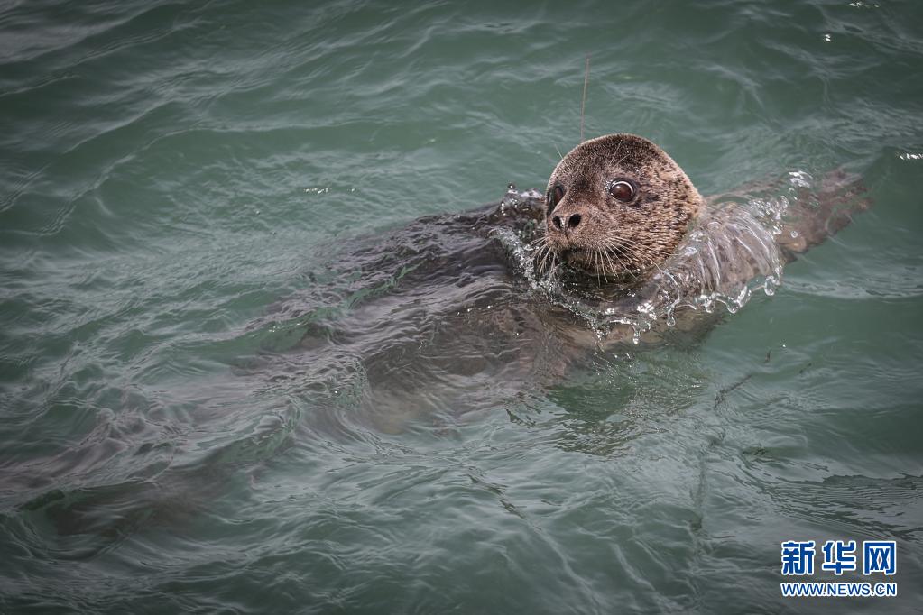 西太平洋ゴマフアザラシ、海へ戻る　遼寧省