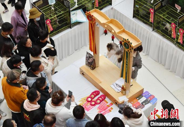 數(shù)百匹の貓ちゃん大集合！長(zhǎng)春で「名貓コンテスト」　吉林省