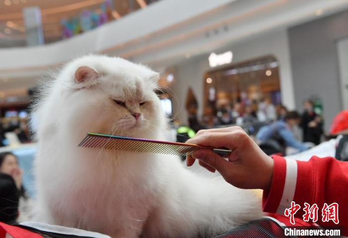 數(shù)百匹の貓ちゃん大集合！長春で「名貓コンテスト」　吉林省