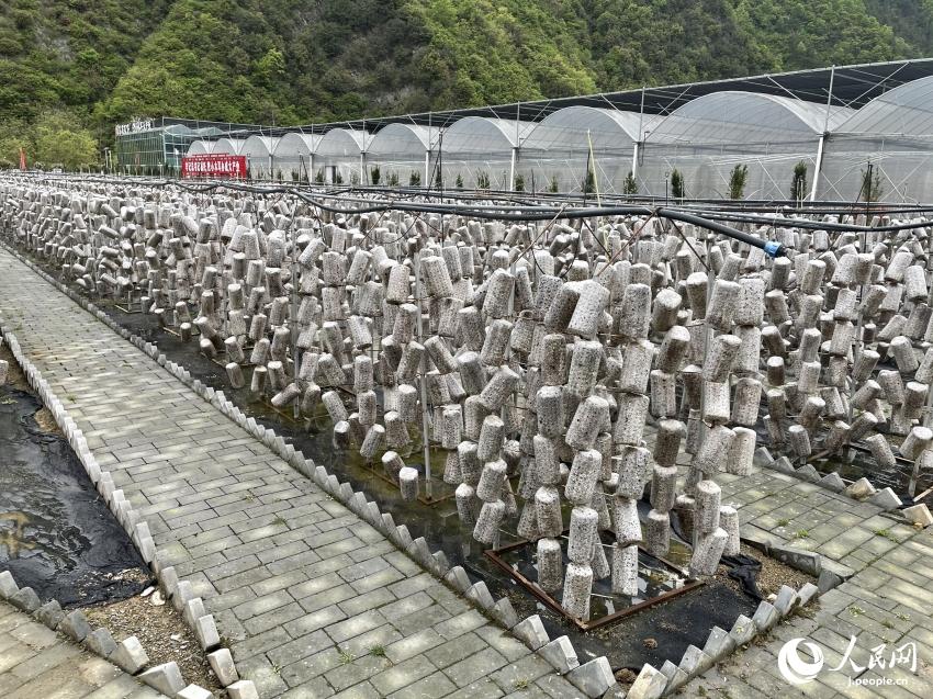 肉厚でブリンブリン！美味しいキクラゲで村おこし　陝西省