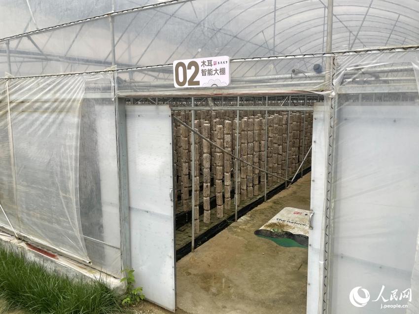 肉厚でブリンブリン！美味しいキクラゲで村おこし　陝西省