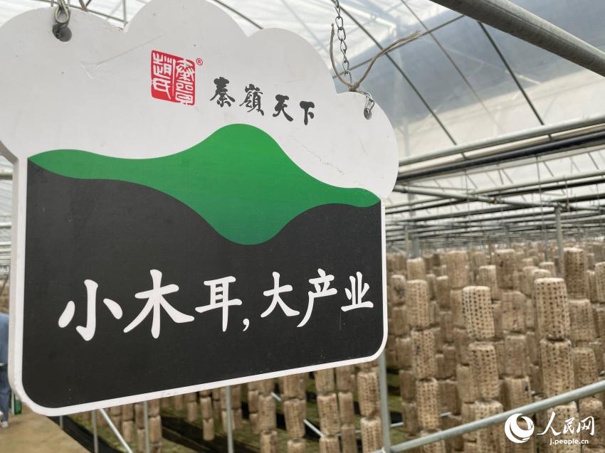 肉厚でブリンブリン！美味しいキクラゲで村おこし　陝西省