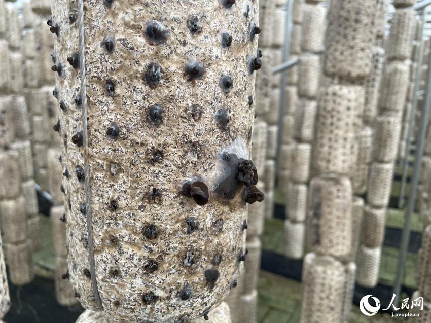 肉厚でブリンブリン！美味しいキクラゲで村おこし　陝西省