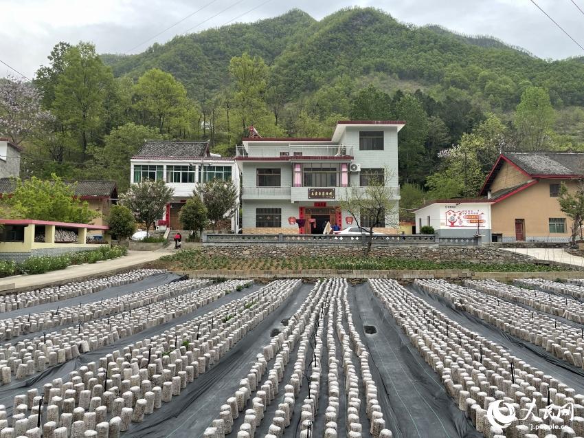 肉厚でブリンブリン！美味しいキクラゲで村おこし　陝西省