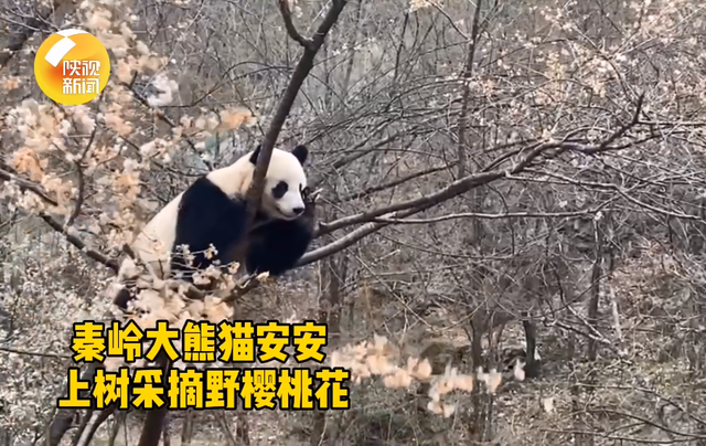 花摘みパンダ？桜の木に登る秦嶺のパンダ　陝西省
