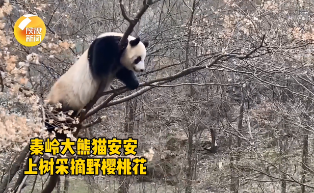 花摘みパンダ？桜の木に登る秦嶺のパンダ　陝西省