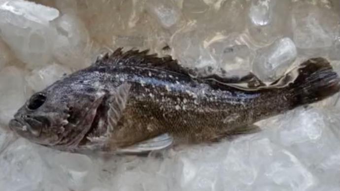 日本福島県沖で捕れたクロソイから基準(zhǔn)値超えるセシウム、出荷制限へ