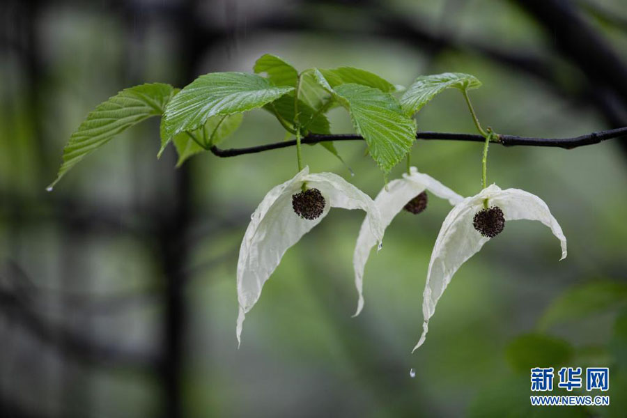 四川省滎経県安靖郷大通橋村で撮影された、雨に打たれたハンカチノキの花（4月18日撮影?江宏景）。