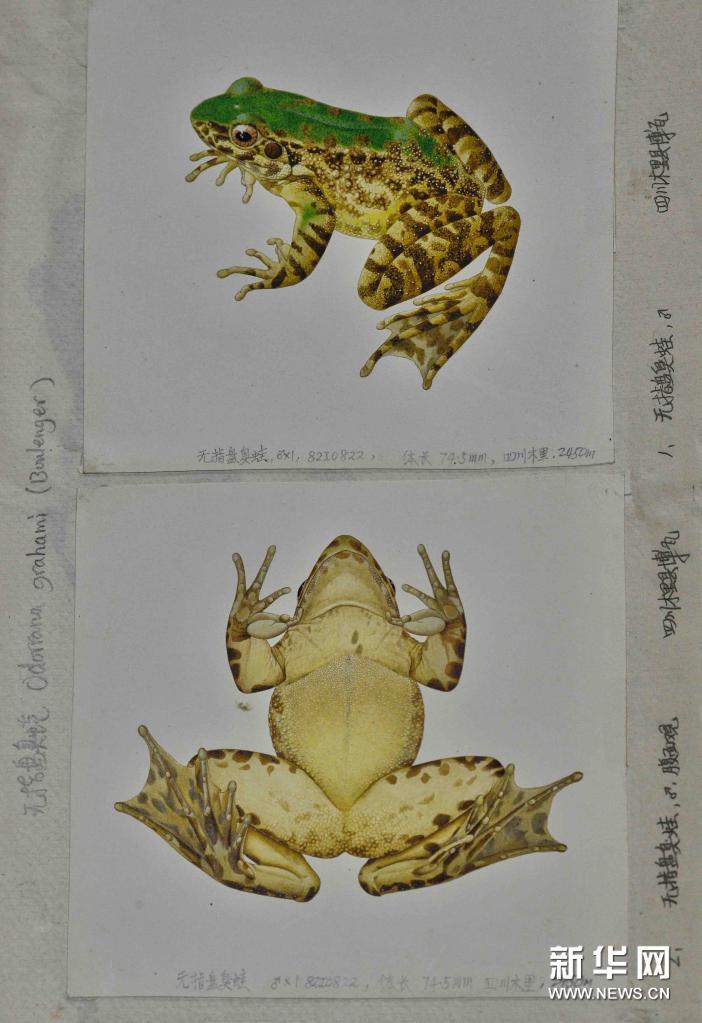 科學(xué)的な正確さ追求し、描き続けたイラスト1000點(diǎn)以上　