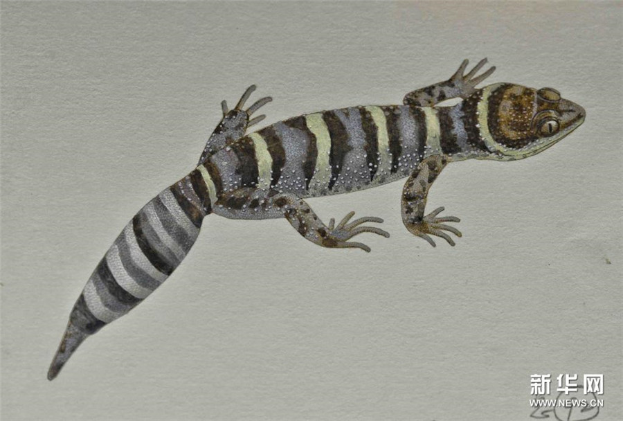 科學(xué)的な正確さ追求し、描き続けたイラスト1000點(diǎn)以上　