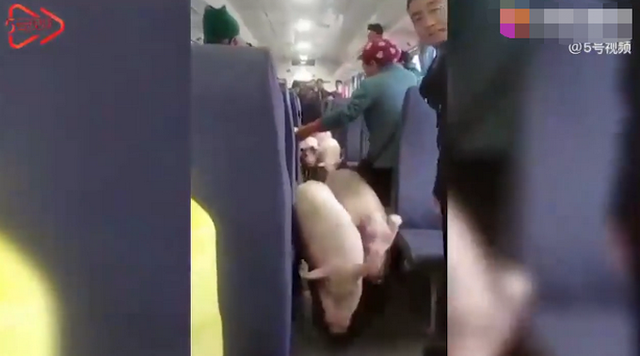 乗車券は買った？鈍行列車內(nèi)を押し合いへし合い移動するブタやヒツジ　四川省