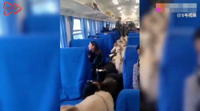 乗車券は買った？鈍行列車內(nèi)を押し合いへし合い移動(dòng)するブタやヒツジ　四川省